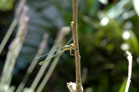Damselfly