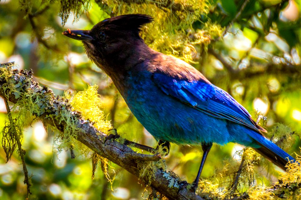 Bird in Trinidad