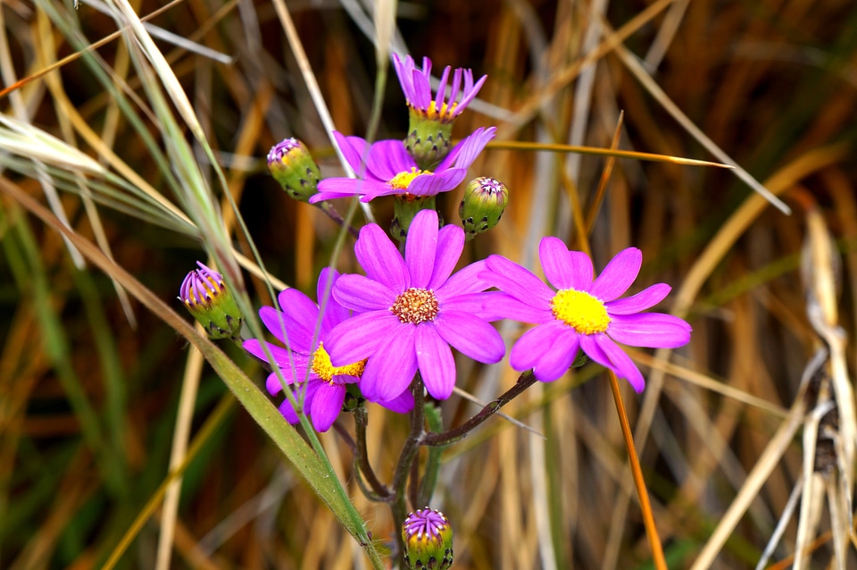 Nature plant purple daisy