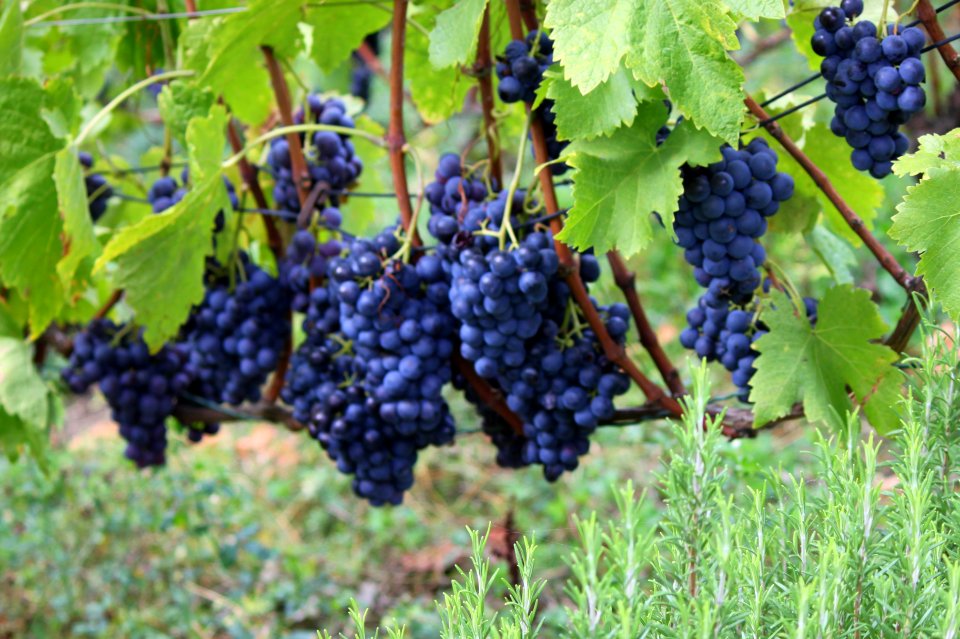 Weinernte Stuttgart 2015