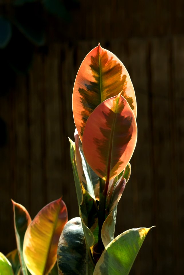 Plant