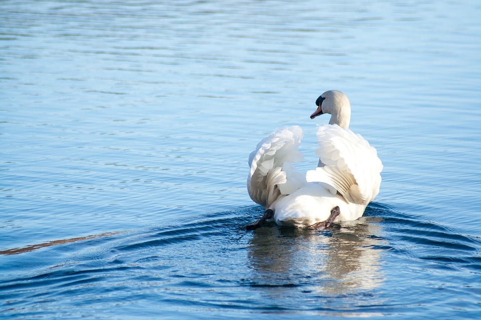 Pond swim beautiful