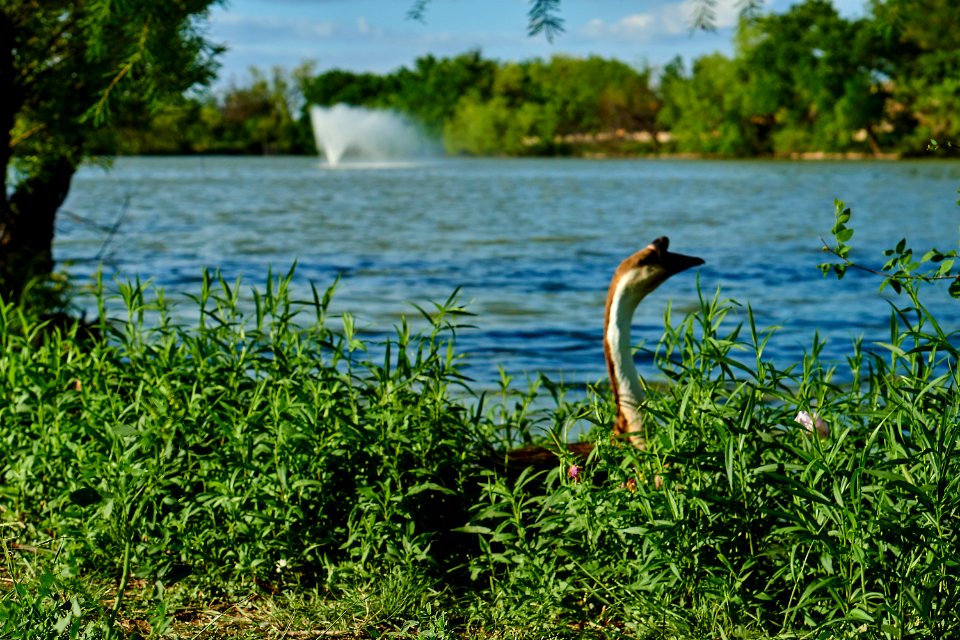Goose!