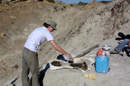 Cleaning a fossil