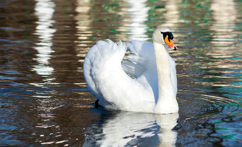 Pond swim beautiful