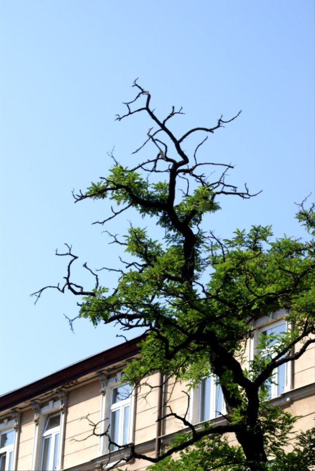 Building and tree - Robinia pseudoacacia L.