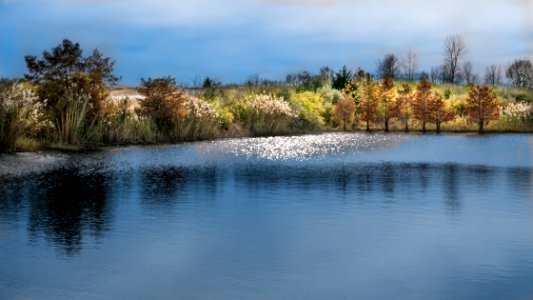 An Uncultivated Fall Garden