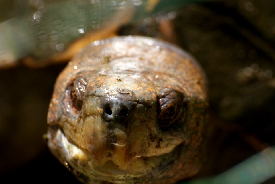 Turtle