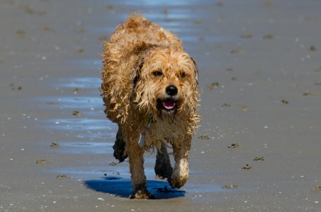Our Dog Harley