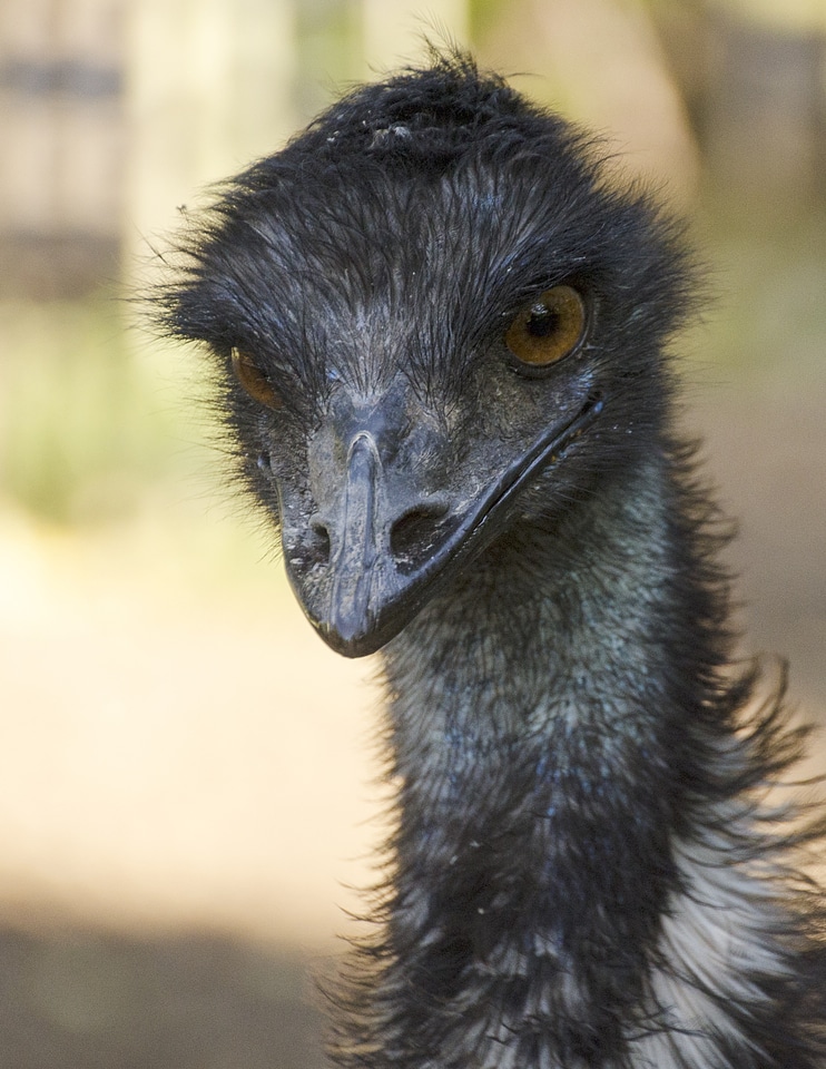 Nature animal flightless