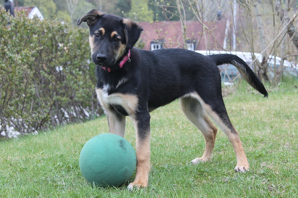 Ball cute mix breed