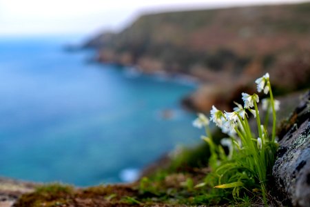 Cornwall flowers photo