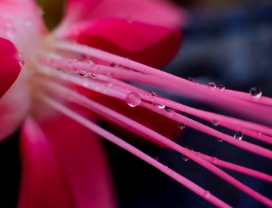 Fuchsia photo