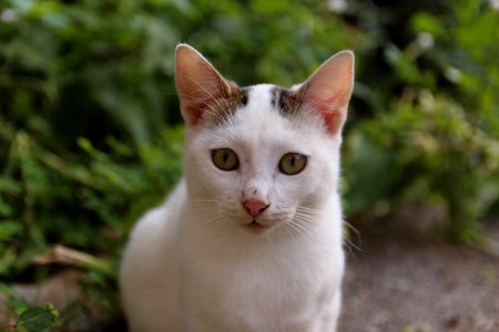 A Cretan cat photo