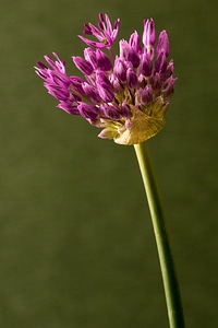 Bloom spring decorative garlic photo