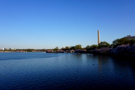 Cherry Blossoms Tidal Basin