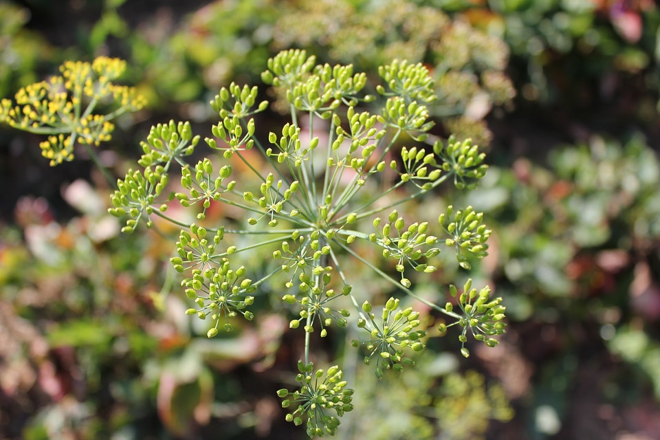 Dill culinary herbs umbel