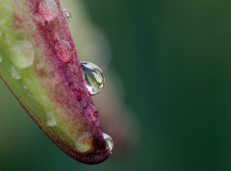 Macro flôr (1 de 1)