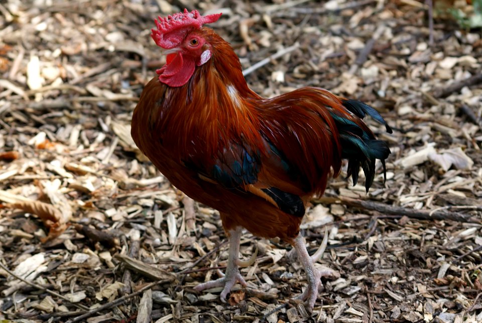 Rooster