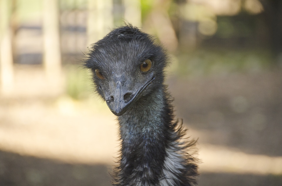 Nature animal flightless