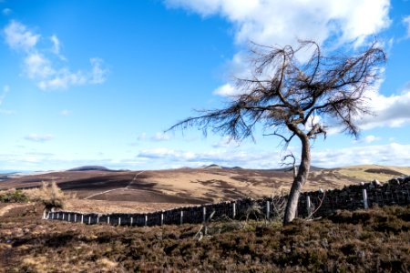 Withered Tree photo