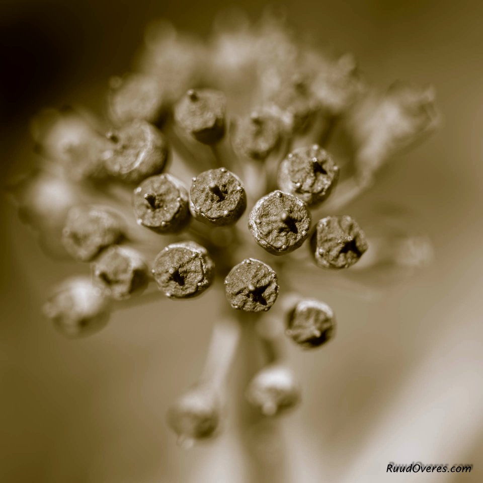 20160417- ROV6847