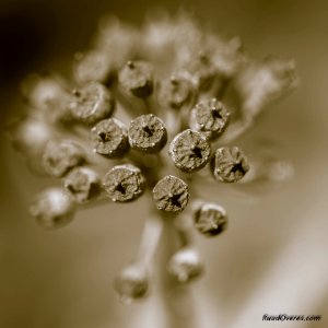 20160417- ROV6847