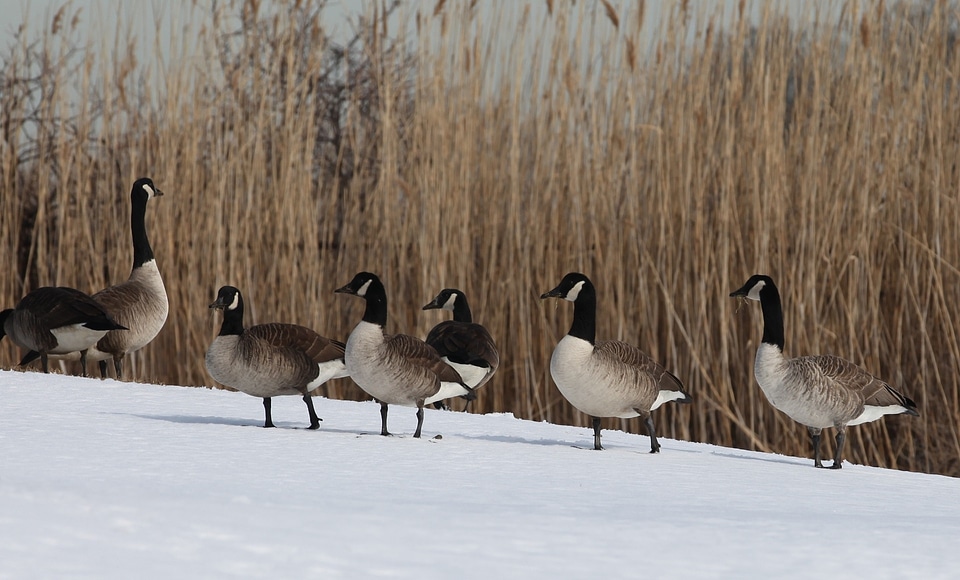 Wildlife nature resting photo