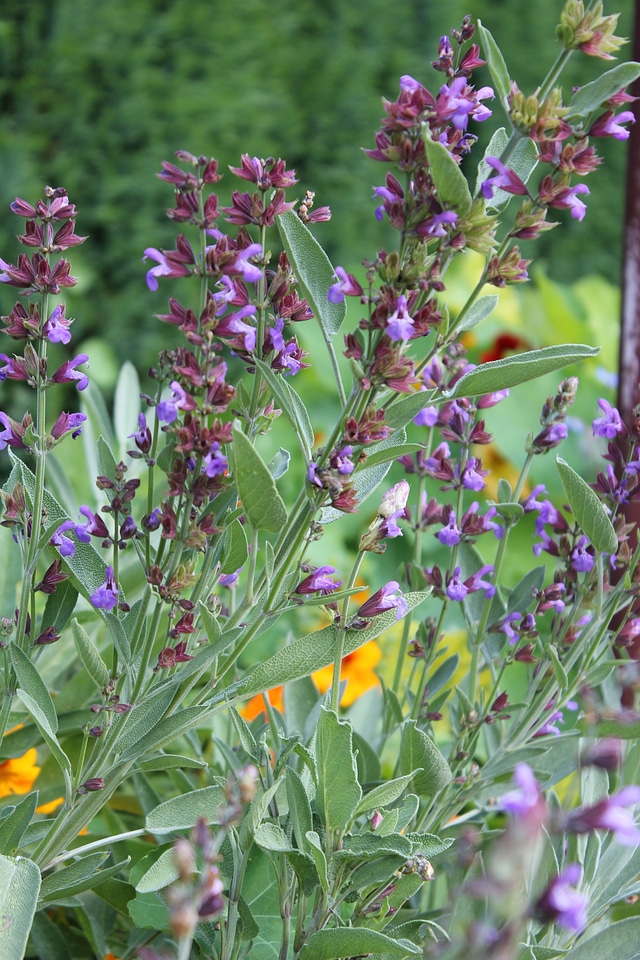 Bloom purple garden sage