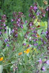 Bloom purple garden sage photo