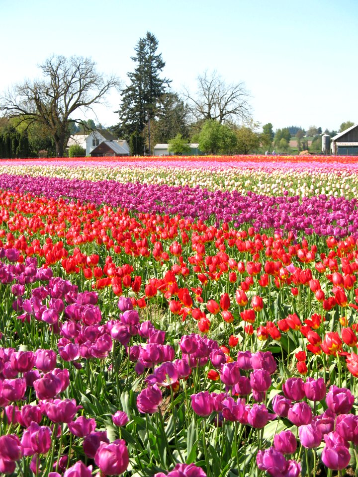 Tulips 2013 (30)