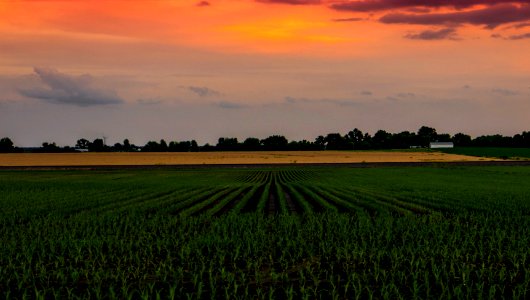 amber and green fields at twilight
