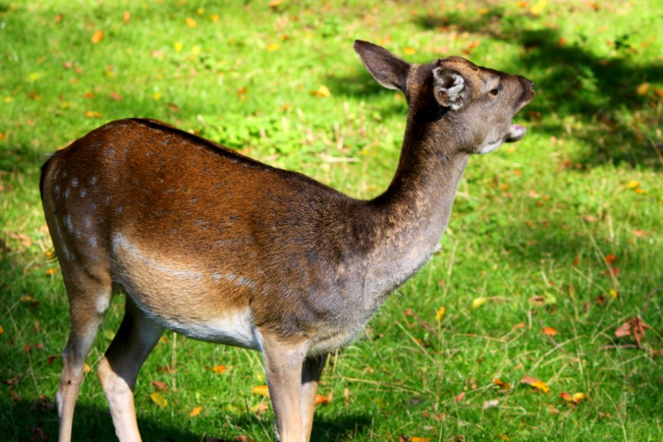 Schrei mich nicht an! Gräflicher Park Bad Driburg Oktober 2015