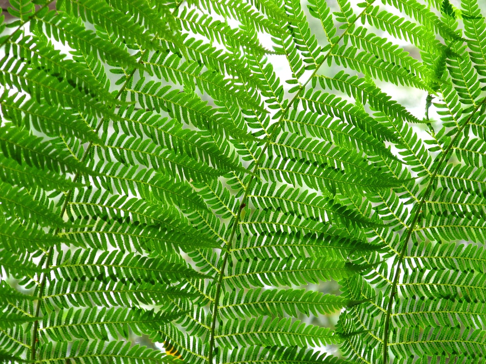 Leaves nature plant