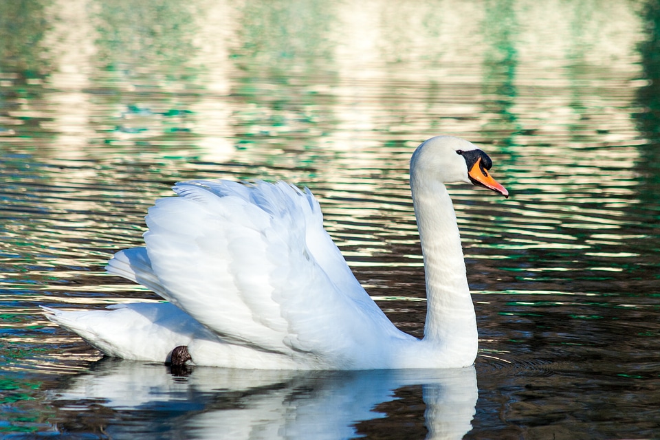 Pond swim beautiful