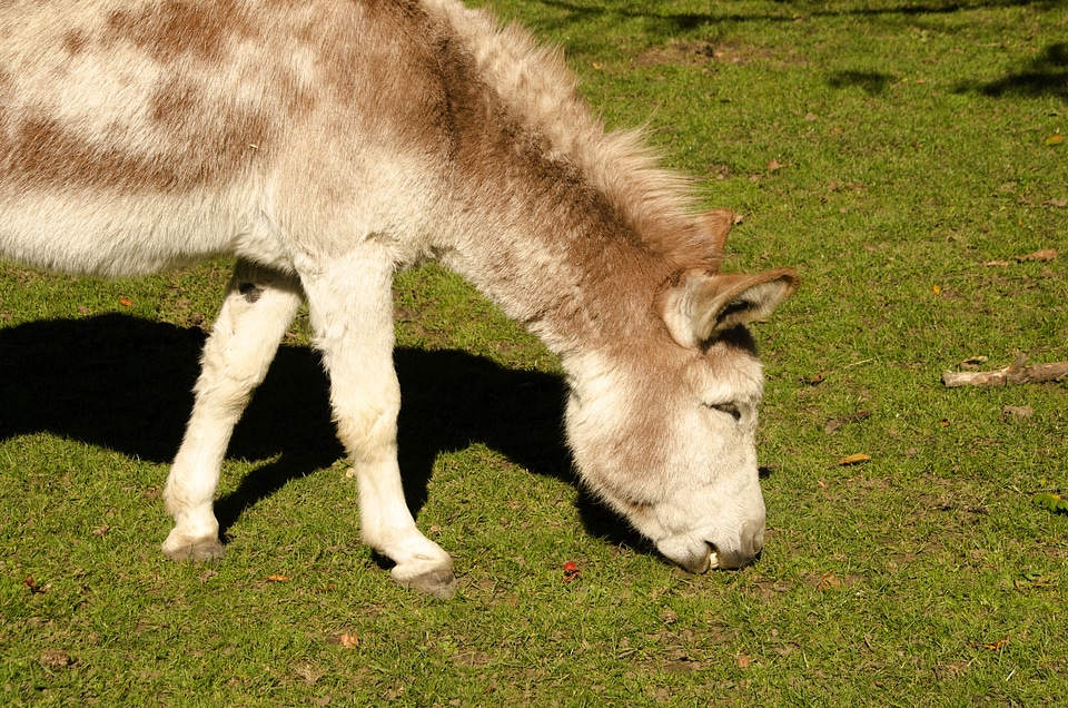 Cute nature farm