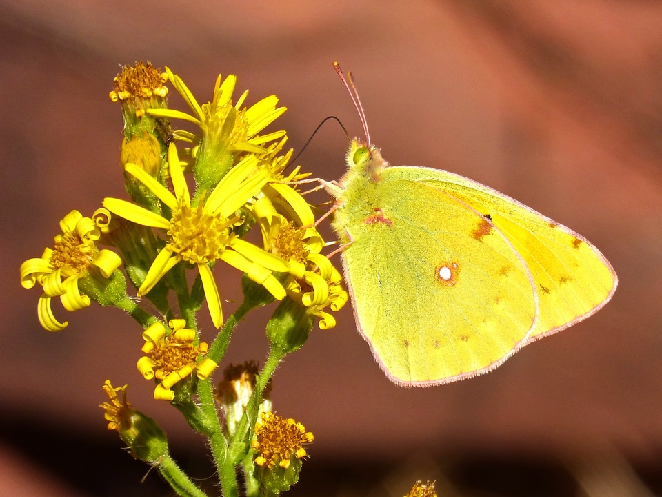 Yellow sucking flower