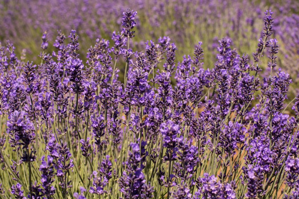 Lavanda