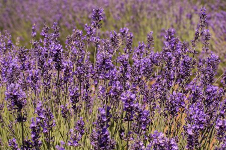 Lavanda