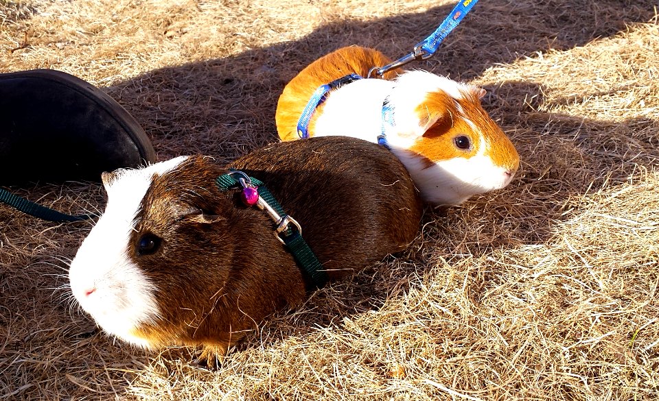 Hey Dude! Where's all that green stuff we like to eat?