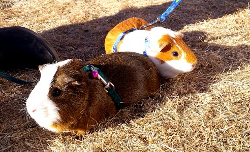 Hey Dude! Where's all that green stuff we like to eat?