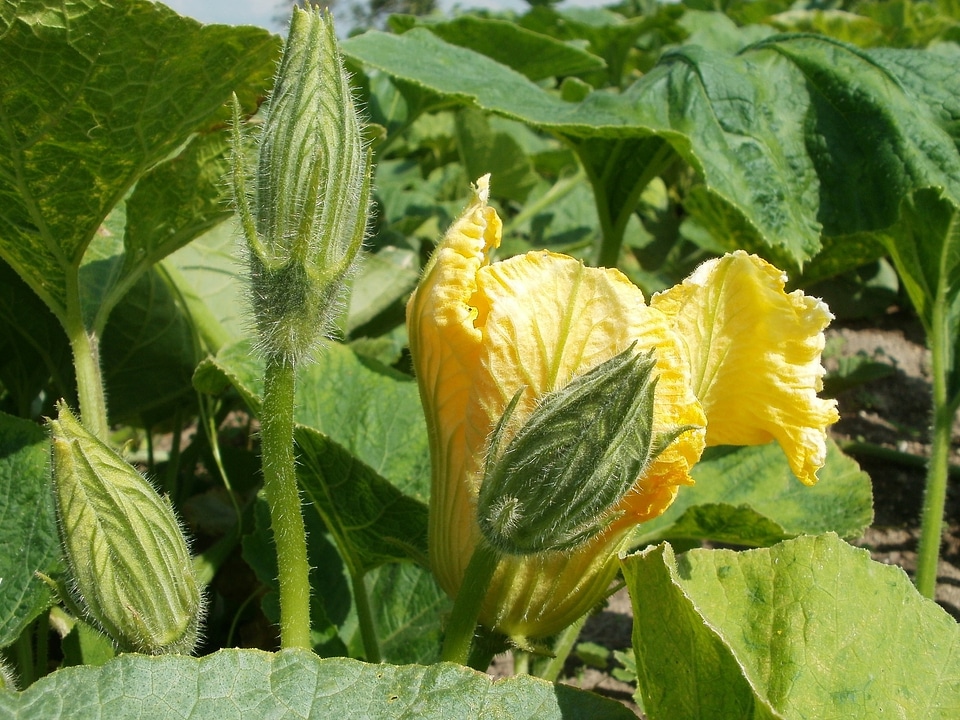 Vegetable harvest season