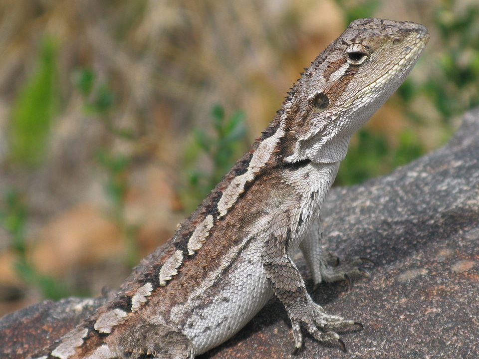 Fauna wild scales