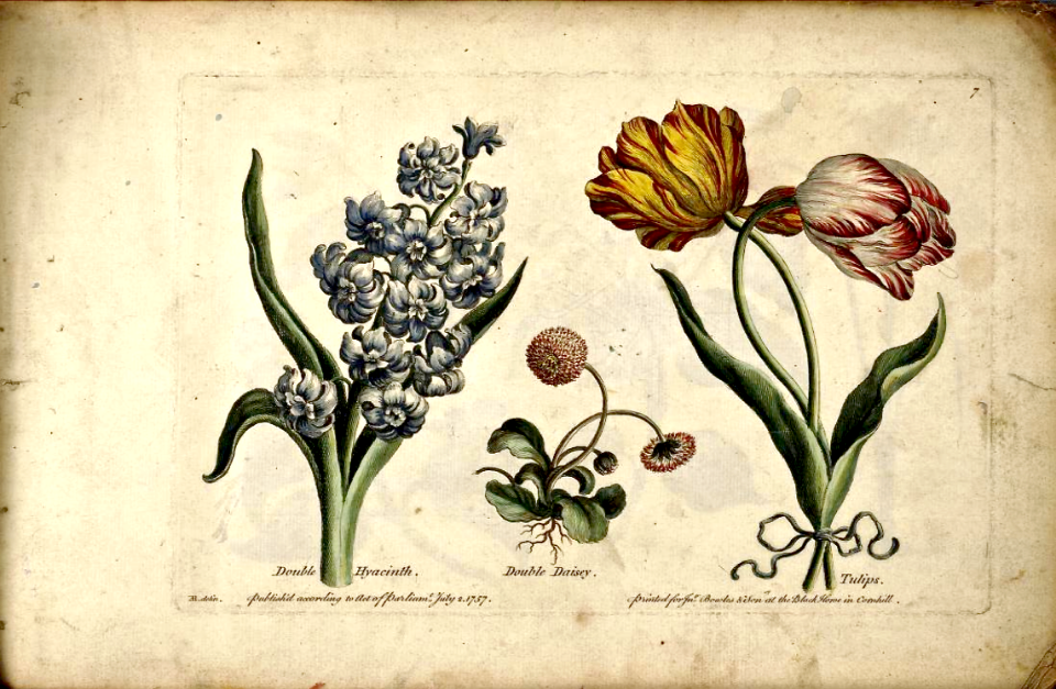 Double Hyacinth, Double English Daisy, & Tulips