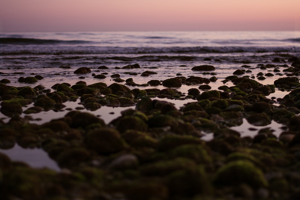 Moss vegetation shore