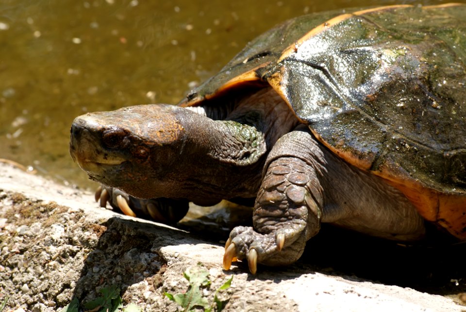 Turtle