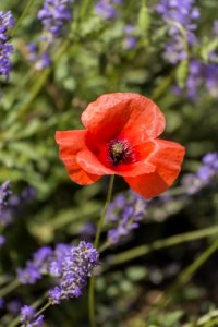 Papavero e lavanda