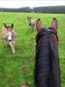 Arnie meets the donkeys photo