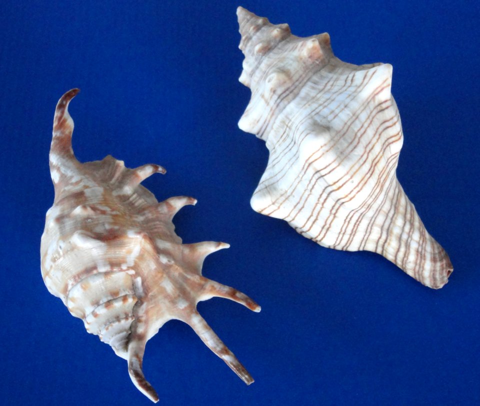 Muscheln
