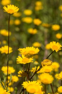 Giallo solare photo